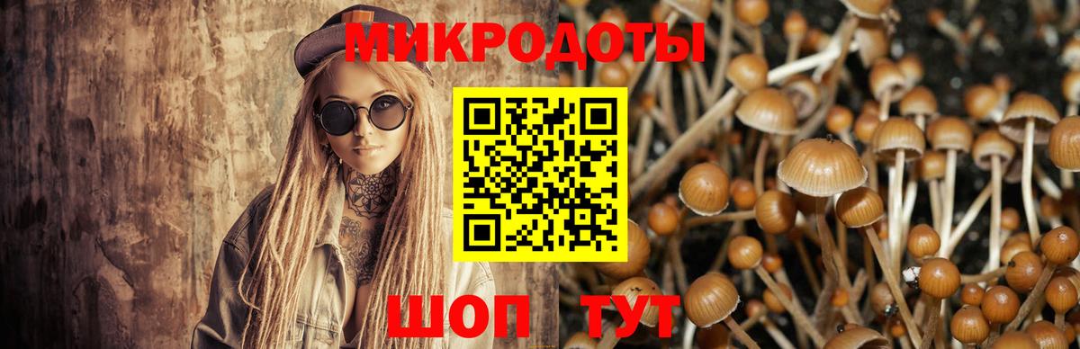 Галлюциногенные грибы Psilocybe Шадринск